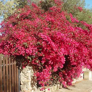 Casa A 300mt.dal Mare Calasinzias, 6 Letti, Ac, Pets Welcome, Wi-fi Free Casa vacanze